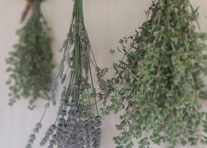 Le Grondaie * סיינה